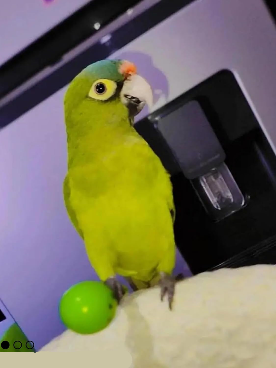 10-Pack Bird Toys for Parrots – Natural Rattan & Plastic Bell Balls – Safe, Fun Cage Decor & Foot Exercise (1.5'' - 5.5'', Bird Toys Value Pack)