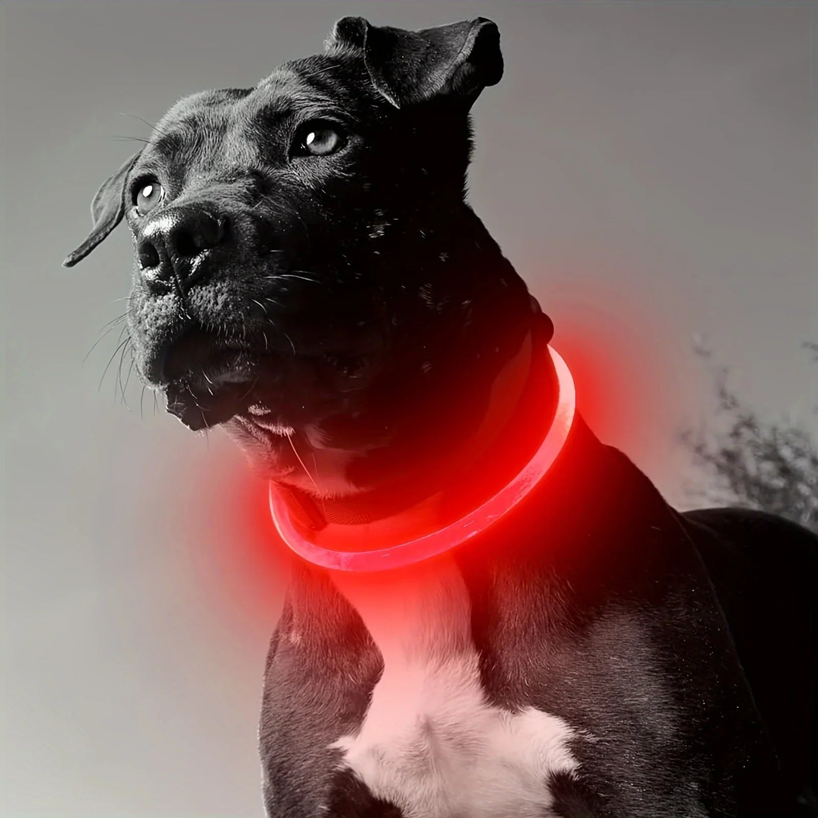 Pet Dog LED Light Collar Luminous Anti-Lost Dog Collar USB Charging Dog Necklace Collar Large Medium Small